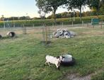 Geit te koop!, Dieren en Toebehoren, Schapen, Geiten en Varkens, Vrouwelijk, Geit, 0 tot 2 jaar