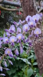 Blauweregen, Wisteria’s jonge planten, Ophalen, Vaste plant, Halfschaduw, Klimplanten