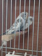 Koppel bonte blackface, Meerdere dieren, Parkiet, Geringd
