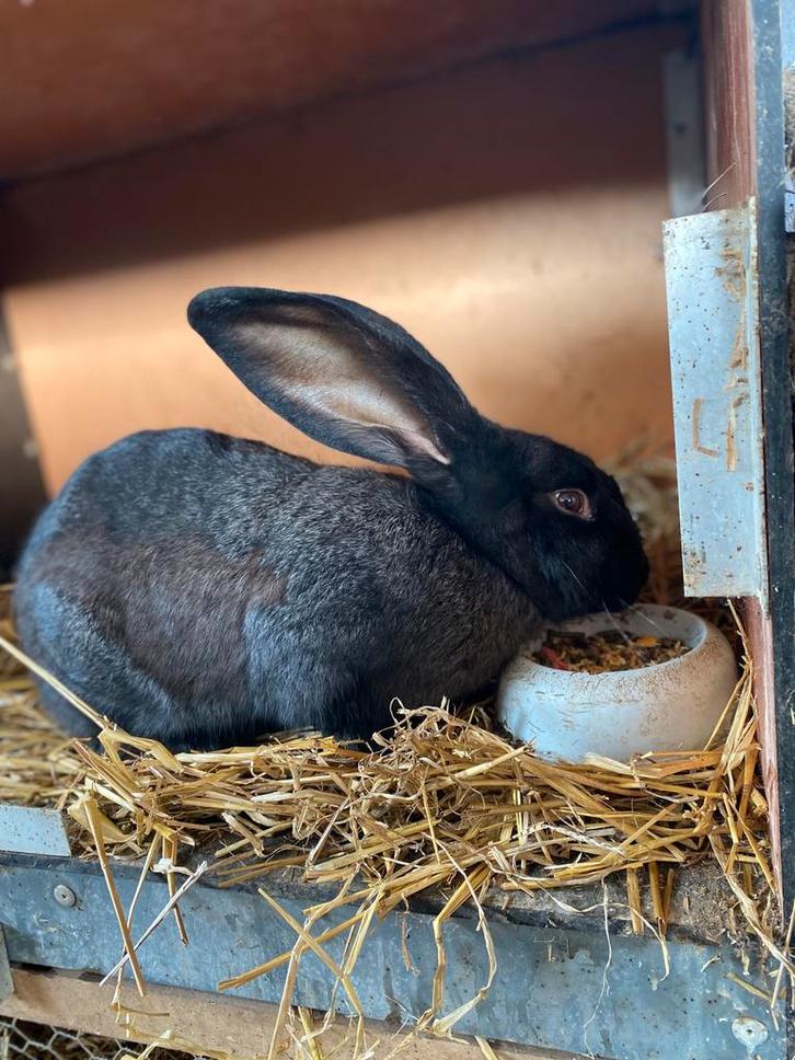 Vlaamse reus dekram, Dieren en Toebehoren, Konijnen, Groot, Mannelijk, 0 tot 2 jaar