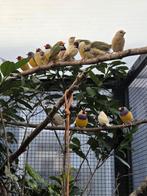 Gouldamadines alleen in 1 koop, Dieren en Toebehoren, Vogels | Overige Vogels, Meerdere dieren