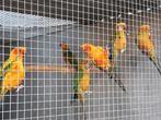 Zonparkieten, Halsband, Roodrug...., Meerdere dieren, Parkiet, Geringd