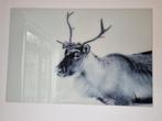 Eland Schilderij op Glas - 80x110 cm, Ophalen