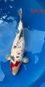 Mooie  jumbo koi mogen de vijver verlaten, Dieren en Toebehoren, Vissen | Vijvervissen, Karper of Koi