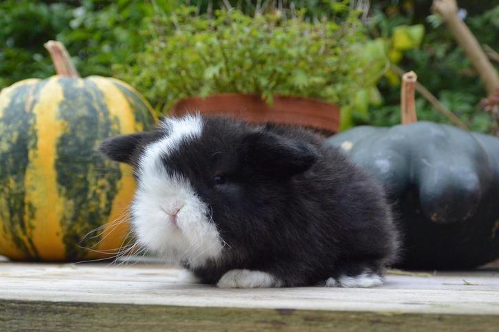 Enorm knap siamese sable split minilop rammetje te koop, Dieren en Toebehoren, Konijnen, Dwerg, Mannelijk, 0 tot 2 jaar, Hangoor