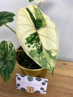 Alocasia Dragon Scale Albo Variegata #1, Huis en Inrichting, Kamerplanten, Ophalen of Verzenden, Overige soorten, Minder dan 100 cm