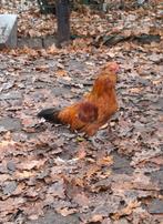 Baardkriel porselein haan, Mannelijk, Kip