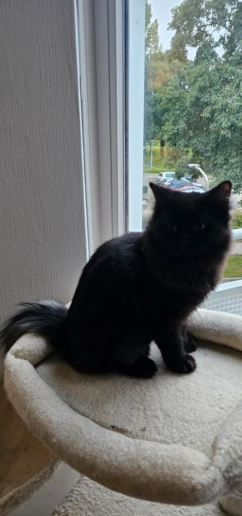Lief Ragdoll katerje wie o wie   spoed💙, Dieren en Toebehoren, Katten en Kittens | Raskatten | Langhaar, Kater, Gechipt, Ontwormd