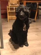 Labradoedel zoekt een baasje, Dieren en Toebehoren, Honden | Niet-rashonden, Reu, CDV (hondenziekte), Eén hond, Nederland