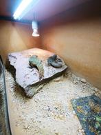 Uromastyx Nigriventris Flame koppel, Slang, 0 tot 2 jaar