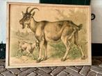 Prachtige antieke schoolplaat, geitjes van Friedrich Specht, Ophalen of Verzenden, Natuur en Biologie