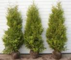 Coniferen AANBIEDING, Ophalen of Verzenden, Conifeer, 100 tot 250 cm