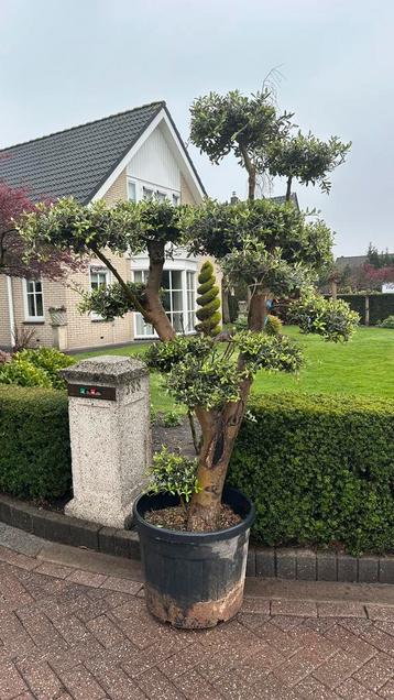 Olijfbomen groot assortiment mediterrane planten beschikbaar voor biedingen