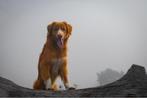 Nova Scotia Duck Tolling Retriever dekreu met stamboom, Dieren en Toebehoren, Rabiës (hondsdolheid), Reu, Eén hond, 3 tot 5 jaar