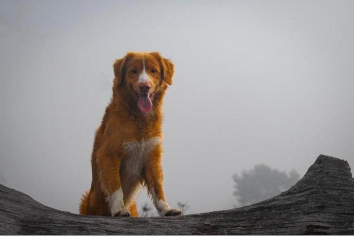 Nova Scotia Duck Tolling Retriever dekreu met stamboom, Dieren en Toebehoren, Honden | Dekreuen, Reu, Particulier, Eén hond, Nederland