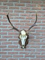 Mooi Compact Edelhert Gewei Taxidermie Mancave Jacht e78, Ophalen, Gebruikt, Hert, Gewei of Kop