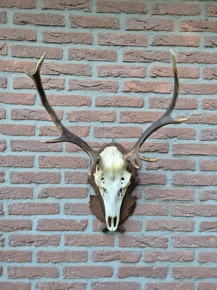 Mooi Compact Edelhert Gewei Taxidermie Mancave Jacht e78, Verzamelen, Dierenverzamelingen, Gebruikt, Gewei of Kop, Hert, Ophalen