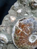 Groot Ammonieten nest, Ophalen of Verzenden, Mineraal