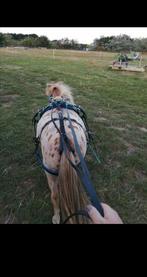 Splinter nieuw tuig mini shet blauw ondergelegd, Dieren en Toebehoren, Ophalen of Verzenden, Nieuw, Overige soorten