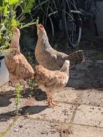 3 jonge kippen, Dieren en Toebehoren, Pluimvee, Vrouwelijk, Kip