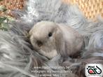 Raszuiver baby minilop konijn ram (transport mogelijk), Dieren en Toebehoren, Konijnen, Mannelijk, Dwerg, Hangoor, 0 tot 2 jaar