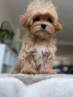 Aziatische Maltipoo F1 pup ( Maltezer / Toy Poedel ), Particulier, Rabiës (hondsdolheid), Overige rassen, 8 tot 15 weken