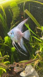 Maanvissen, Dieren en Toebehoren, Vissen | Aquariumvissen, Vis