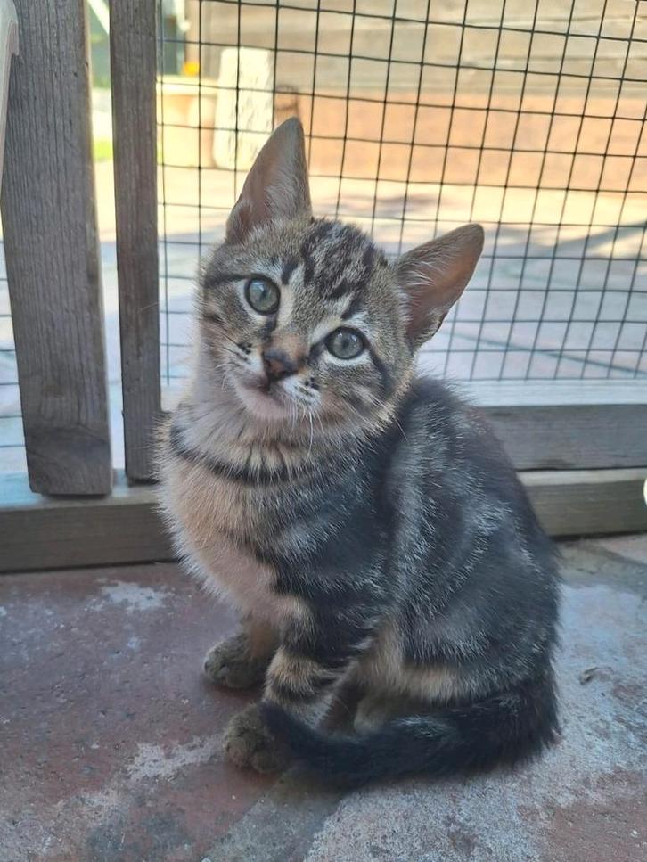 Knappe broers kittens Bean & Toast, Dieren en Toebehoren, Katten en Kittens | Overige Katten, Kortharig, Kater, 0 tot 2 jaar