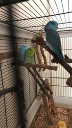Jonge forpussen groen em blauw, Dieren en Toebehoren, Vogels | Parkieten en Papegaaien, Meerdere dieren, Parkiet