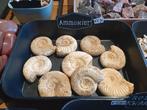 Ammoniet - verschillende exemplaren, Ophalen, Nieuw