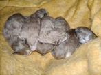 Siberische Ragdoll kittens., Dieren en Toebehoren, Meerdere dieren, Gechipt