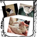 Albino valkparkiet ( Bonte Witmasker Lutino ) geb 04-04 POP, Dieren en Toebehoren, Vogels | Parkieten en Papegaaien, Parkiet, Vrouwelijk