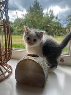 Britse korthaarkittens, Dieren en Toebehoren, Katten en Kittens | Raskatten | Korthaar, Ontwormd