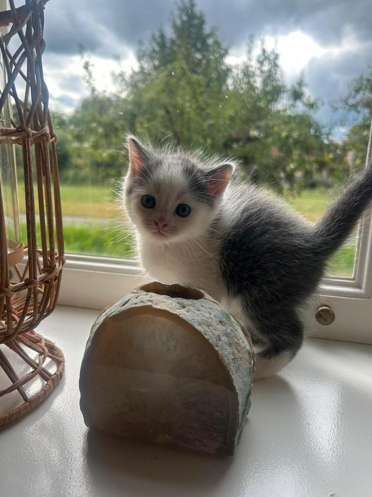 Britse korthaarkittens, Dieren en Toebehoren, Katten en Kittens | Raskatten | Korthaar, Ontwormd
