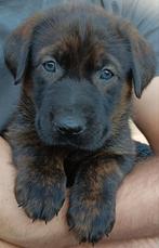 Labrador x Mechelse Herder de gezinshond met garantie!, Dieren en Toebehoren, Rabiës (hondsdolheid), 8 tot 15 weken, Labrador retriever