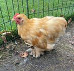 Cochin kriel kip, Dieren en Toebehoren, Pluimvee, Geslacht onbekend, Kip