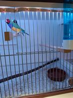 Gouldamadine, Meerdere dieren, Kleurkanarie