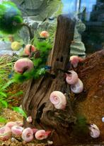 Gezocht: aquarium slakken, Dieren en Toebehoren, Vissen | Aquariumvissen, Slak of Weekdier