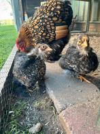 2 haantjes cochin kriel goud zwart gezoomd, Dieren en Toebehoren, Pluimvee, Mannelijk, Kip