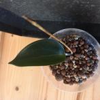 hoya sp papua stek nr 89, Huis en Inrichting, Kamerplanten, Ophalen of Verzenden, Halfschaduw, Minder dan 100 cm