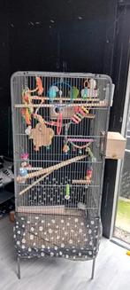 Grote vogelkooi met 4 parkieten, Dieren en Toebehoren, Vogels | Parkieten en Papegaaien, Meerdere dieren, Parkiet