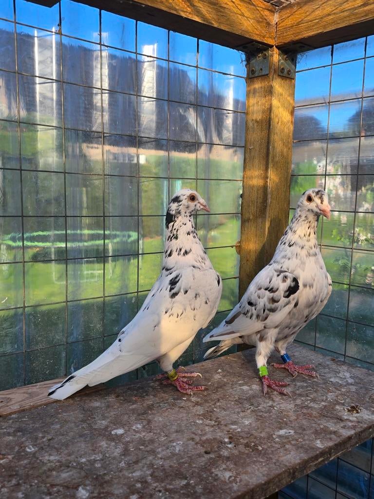 Stipper postduiven duiven te koop, Dieren en Toebehoren, Vogels | Duiven, Meerdere dieren, Postduif