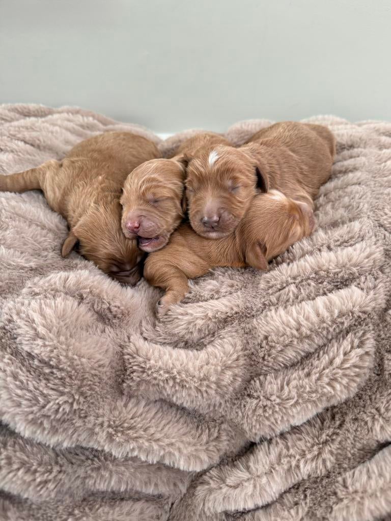 Australian labradoole pups, Dieren en Toebehoren, Honden | Retrievers, Spaniëls en Waterhonden, Parvo, Overige rassen, 8 tot 15 weken