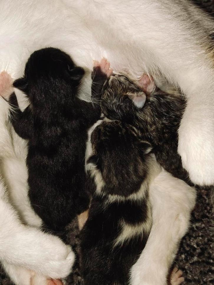 Kittens, Dieren en Toebehoren, Katten en Kittens | Overige Katten, Meerdere dieren