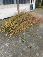 Wilgentakken gratis, Ophalen, Volle zon, Overige soorten, 100 tot 250 cm