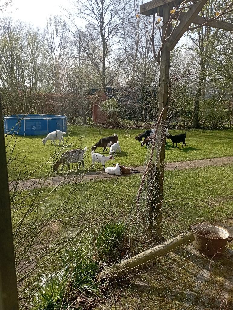 geiten, Dieren en Toebehoren, Schapen, Geiten en Varkens, Mannelijk, Geit, 0 tot 2 jaar