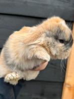 Hangoor dwerg NHD konijntje, rammetje, blauwe ogen, Mannelijk, Dwerg, Hangoor, 0 tot 2 jaar