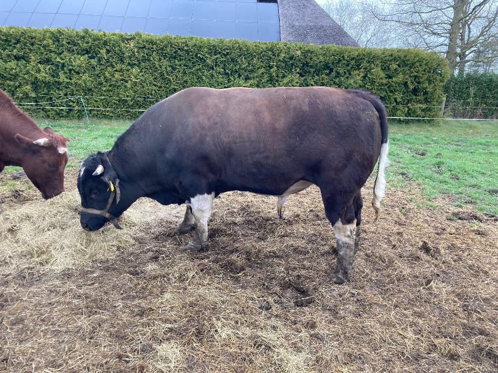 Brandrode dekstier, Dieren en Toebehoren, Mannelijk, 3 tot 6 jaar