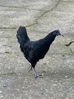 Ayam Cemani hanen, Dieren en Toebehoren, Pluimvee, Mannelijk, Kip