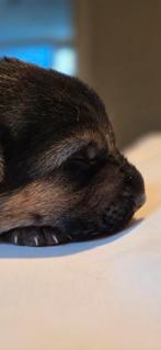 Duitse Herderpups. Met stamboom. Puppypakket., Parvo, 8 tot 15 weken, Meerdere, Meerdere dieren